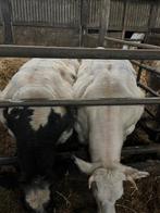 dikbil vaarzen, Meerdere dieren