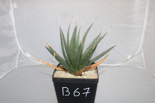Agave utahensis, Huis en Inrichting, Kamerplanten, Vetplant, Minder dan 100 cm, Groene kamerplant, Volle zon, In pot, Ophalen of Verzenden