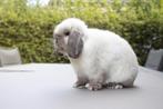 Minilop ram, Dieren en Toebehoren, Konijnen, Mannelijk, Dwerg, Hangoor, 0 tot 2 jaar