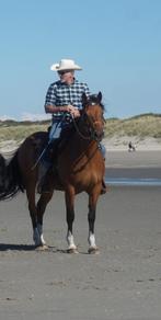 Franches Montagne  / Freiberger, Dieren en Toebehoren, Paarden, Merrie, Minder dan 160 cm, Gechipt, Niet van toepassing