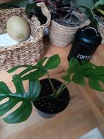 Monstera little sister hangplant, Huis en Inrichting, Volledige schaduw, Overige soorten, Ophalen of Verzenden, In pot