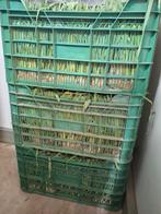 pluston preiplanten, Zakelijke goederen, Landbouw | Aardappelen, Groenten, Fruit en Vlees, Ophalen
