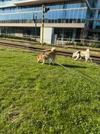 Te koop: Siberische husky X Shiba inu pups, April, Meerdere dieren
