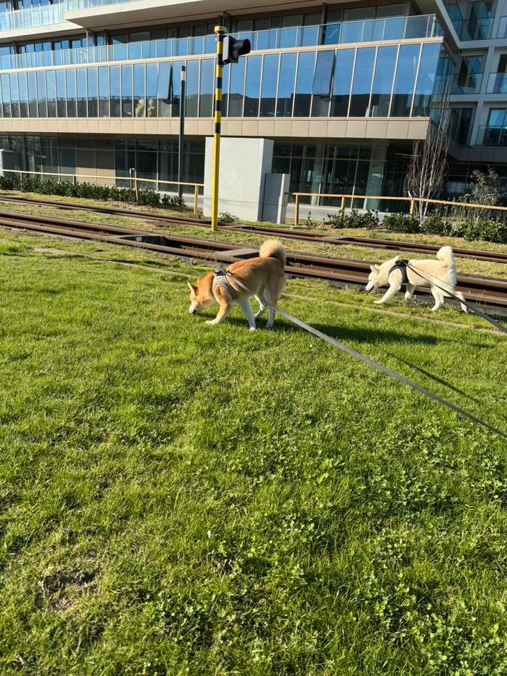 Te koop: Siberische husky X Shiba inu pups, Dieren en Toebehoren, Overige Dieren, Meerdere dieren, April