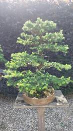 Bonsai Larix, Ophalen, Volle zon