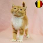 Exotic Shorthair kittens te koop (Belgisch), Dieren en Toebehoren, Katten en Kittens | Raskatten | Korthaar, Meerdere dieren, Gechipt