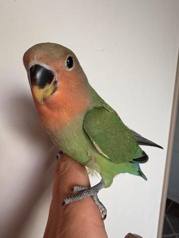 Handtamme dwergpapegaaitjes, Dieren en Toebehoren, Dwergpapegaai of Agapornis, Tam