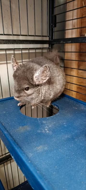Chinchilla koppeltje + grote kooi + accessoires  beschikbaar voor biedingen