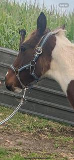 Bonte jaarling te koop, Dieren en Toebehoren, Paarden, Hengst, Onbeleerd, 0 tot 2 jaar