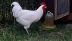 2 hanen poule de bresse