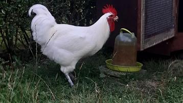 2 hanen poule de bresse beschikbaar voor biedingen