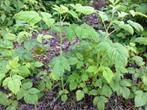 witte framboos plant, Vaste plant, Ophalen of Verzenden, Halfschaduw, Fruitplanten