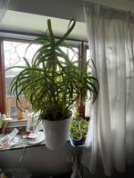 Lot de 2 Crasula géantes, Huis en Inrichting, Kamerplanten, 100 tot 150 cm, Halfschaduw, In pot, Groene kamerplant