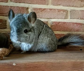 Chinchillas + savic kooi beschikbaar voor biedingen