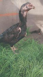 Shamo gekruist hen te koop, Dieren en Toebehoren, Vrouwelijk, Kip