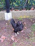 Antwerps baardkriel haantjes, Dieren en Toebehoren, Pluimvee, Mannelijk, Kip