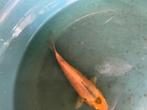 Koi oranje met zwart 12cm, Dieren en Toebehoren, Karper of Koi