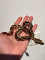 0.2 Hypo Boa Constrictor Imperator, Dieren en Toebehoren, Reptielen en Amfibieën, Slang, Tam, 0 tot 2 jaar