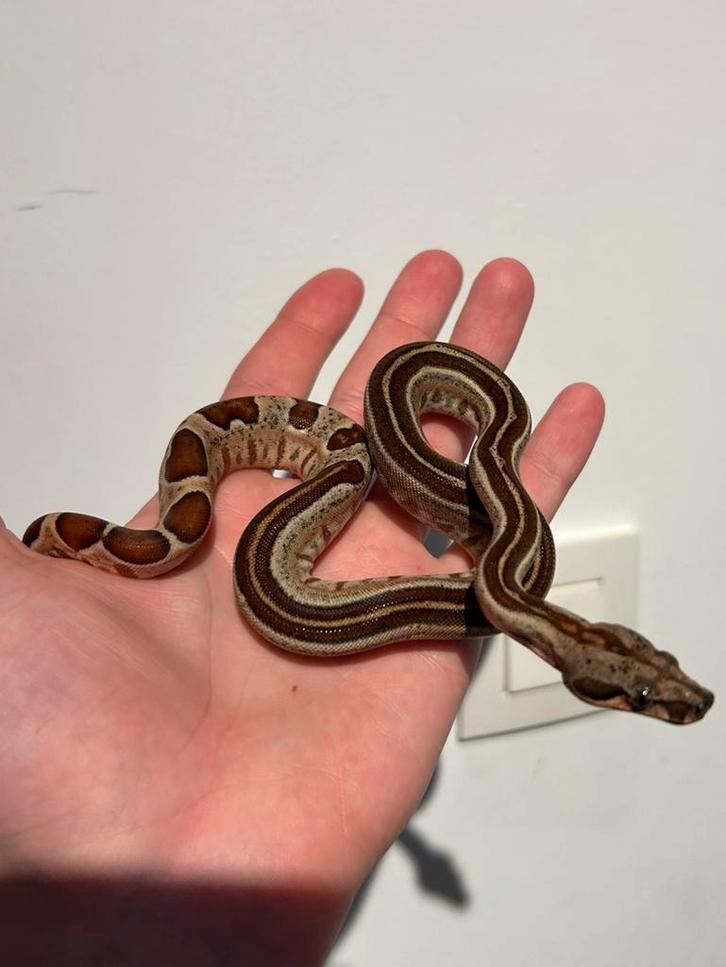 0.2 Hypo Boa Constrictor Imperator, Dieren en Toebehoren, Reptielen en Amfibieën, Slang, 0 tot 2 jaar, Tam