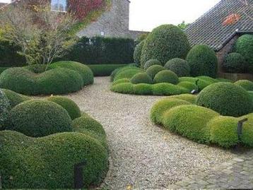 Buxus losse bollen om wolken te maken  fotos zijn voorbeeld 