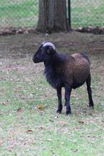kameroenschapen jonge bokjes, Dieren en Toebehoren, Schapen, Geiten en Varkens, Mannelijk, Schaap, 0 tot 2 jaar