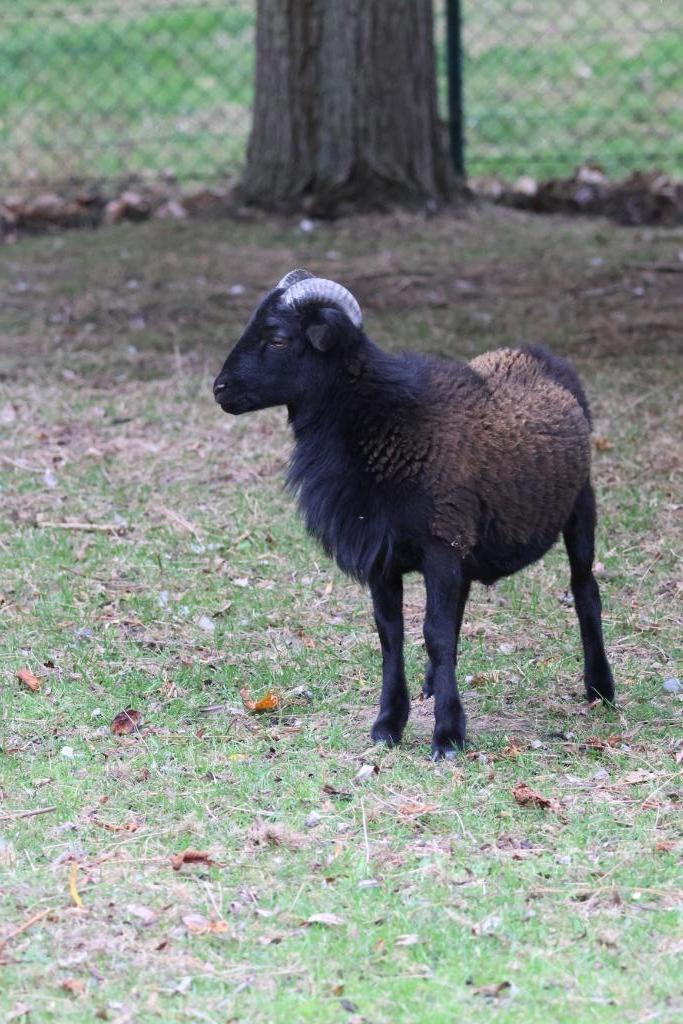 kameroenschapen jonge bokjes, Dieren en Toebehoren, Schapen, Geiten en Varkens, Schaap, Mannelijk, 0 tot 2 jaar