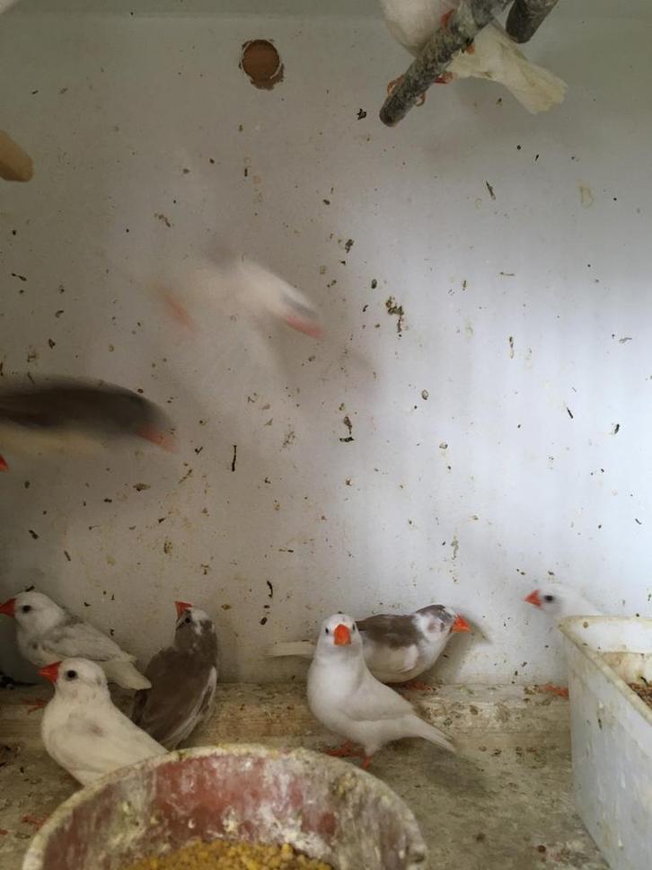 4  KWEEKRIJPE WINTERHARDE ZEBRAVINKJES VOOR 20 EURO, Dieren en Toebehoren, Vogels | Overige Vogels, Tropenvogel, Meerdere dieren