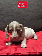 korthaar teckel pups, Dieren en Toebehoren, België, CDV (hondenziekte), 8 tot 15 weken, Korthaar