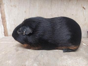 Cavia's  beschikbaar voor biedingen