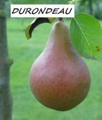 PERENBOMEN : oa DOYENNÉ, DURONDEAU, CLAPPS, WILLIAMS,..15€/s, Tuin en Terras, Planten | Fruitbomen, Lente, Volle zon, Perenboom