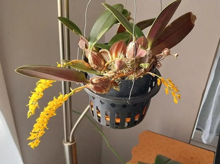 Zeldzame Orchidee Bulbophyllum orientale * Ananas geur! 🍍, Huis en Inrichting, Kamerplanten, Ophalen of Verzenden
