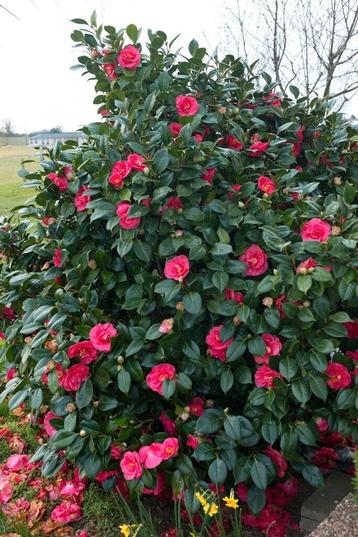 Camelia's (kluit) beschikbaar voor biedingen