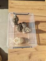 russische dwerghamsters gratis, Animaux & Accessoires, Rongeurs, Plusieurs animaux, Hamster, Domestique