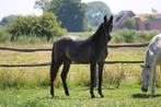 Grote PRE merrie 17 mnd - geboren in BE, Dieren en Toebehoren, Merrie, Gechipt, Niet van toepassing, Dressuurpaard