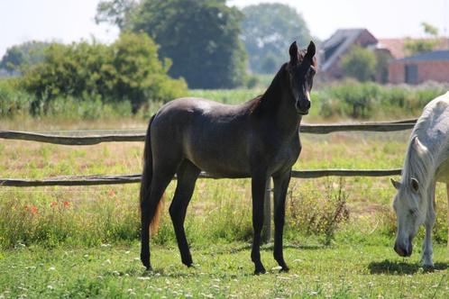 Grote PRE merrie 17 mnd - geboren in BE, Dieren en Toebehoren, Paarden, Merrie, Niet van toepassing, 160 tot 165 cm, 0 tot 2 jaar
