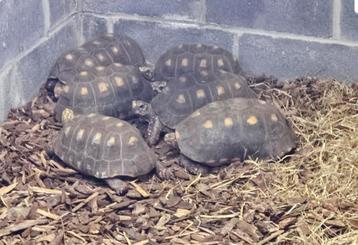 5 tortue Charbonnière adulte
