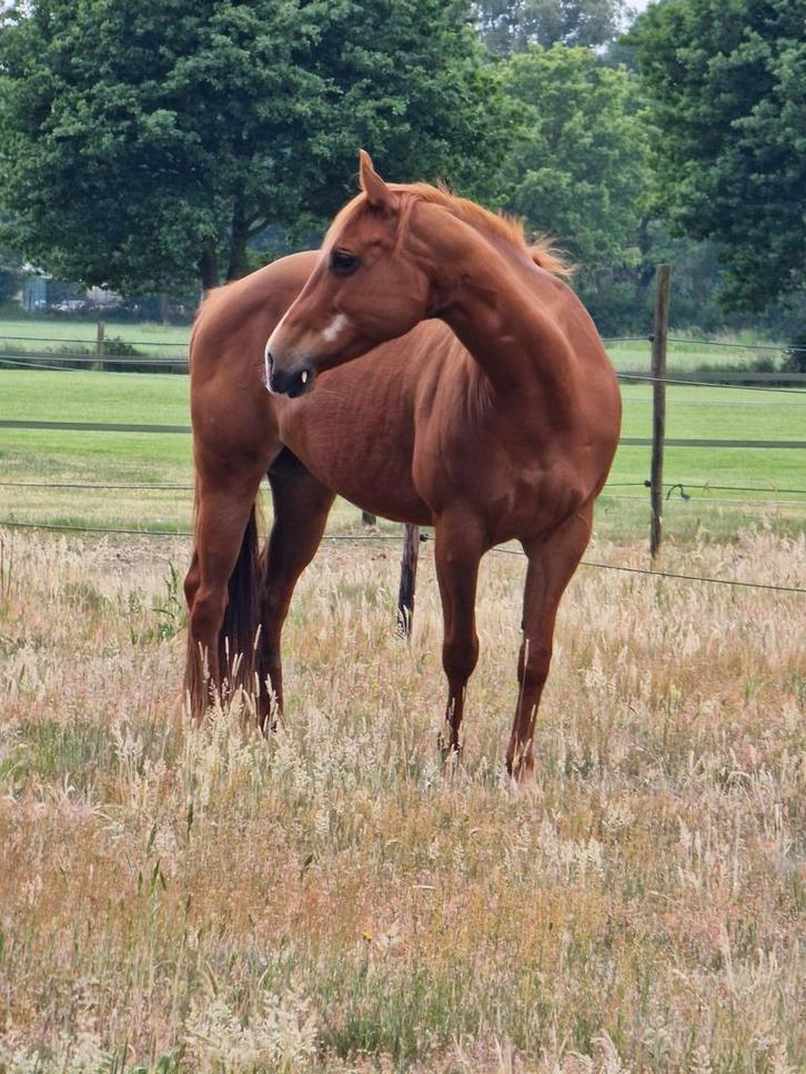 Brave quarter merrie, Dieren en Toebehoren, Paarden, Merrie