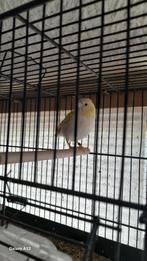 Tarin mutation, Dieren en Toebehoren, Ophalen of Verzenden