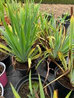 Sisyrinchium striatum, Tuin en Terras, Planten | Tuinplanten, Ophalen