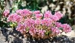 Sedum spurium, roze vetmuur, plug P 5, Ophalen, Bodembedekkers, Volle zon, Vaste plant