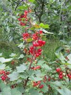 Groseillier à grappes (groseilles rouges), Ophalen, Overige soorten, In pot, Bloeit niet