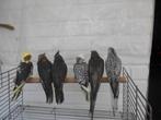tamme valkparkieten, Dieren en Toebehoren, Vogels | Parkieten en Papegaaien, Meerdere dieren, Parkiet, Tam