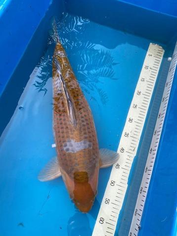 Ochiba 60cm van Sakai beschikbaar voor biedingen