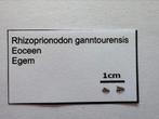 Rhizoprionodon ganntourensis (31), Ophalen of Verzenden, Fossiel