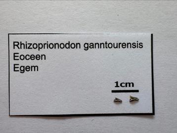 Rhizoprionodon gantoirensis (27), Enlèvement ou Envoi, Fossile