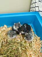 Russische dwerghamsters, Dieren en Toebehoren, Knaagdieren, September, Hamster