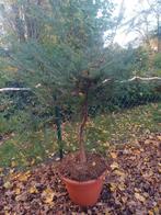 Pre bonsai met dikke stam pot inbegrepen, Tuin en Terras, Ophalen