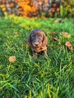 de beaux chiots teckel à poil court nés chez nous, Poils courts, Plusieurs, Nain, Hépatite contagieuse (maladie de Rubarth)