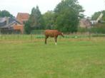 recreatiepaard, Merrie, Zadelmak, 3 tot 6 jaar, 160 tot 165 cm