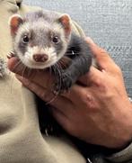 Super tam fretje, Dieren en Toebehoren, Knaagdieren, Fret, April, Vrouwelijk, Tam
